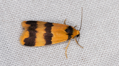 Stenoscaptia venusta