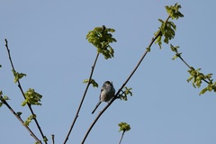 Aegithalos caudatus
