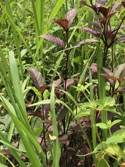 Angiospermae