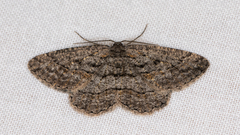 Zermizinga sinuata
