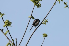 Aegithalos caudatus