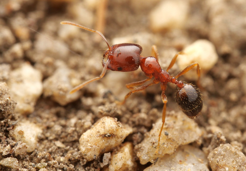 Trichomyrmex perplexusTrichomyrmex perplexus