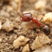 Trichomyrmex perplexus - Photo no rights reserved, uploaded by Philipp Hoenle