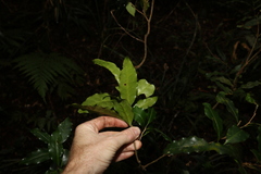 Actephila mooreana