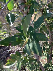 Canthium suberosum