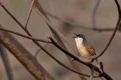 Prinia socialis