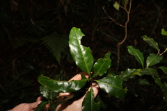 Actephila mooreana