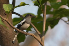 Copsychus saularis