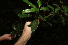 Actephila mooreana