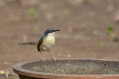 Prinia socialis