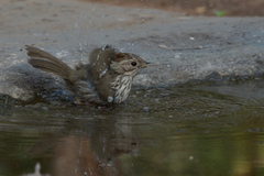Pellorneum ruficeps