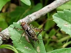 Neonemobius mormonius