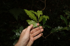 Actephila mooreana