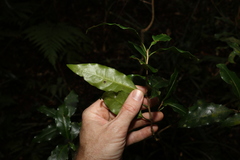 Actephila mooreana