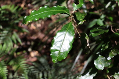 Actephila mooreana