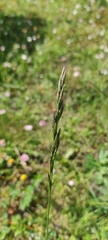 Poinae