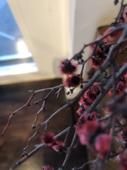 Euphorbia cotinifolia