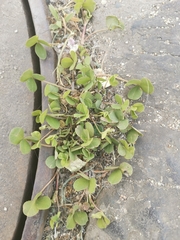 Trifolium repens