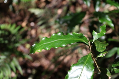 Actephila mooreana
