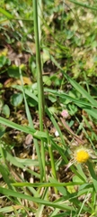 Poinae