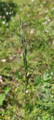 Poinae