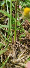 Poinae