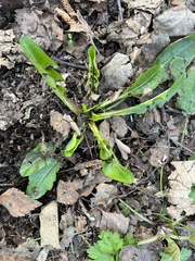 Taraxacum officinale