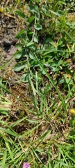 Poinae