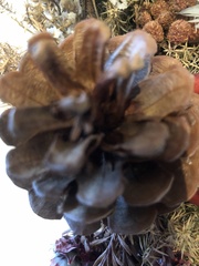 Salvinia molesta