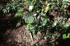 Actephila mooreana