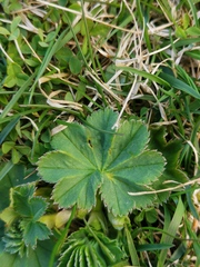 Alchemilla glaucescens