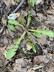 Taraxacum officinale