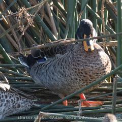 Anas platyrhynchos × undulata