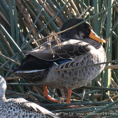 Anas platyrhynchos × undulata