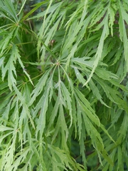 Acer palmatum