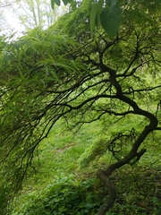 Acer palmatum
