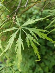 Acer palmatum