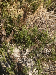 Thamnochortus obtusus