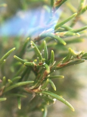 Thamnochortus obtusus