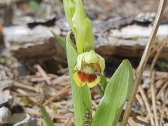 Ophrys insectifera aymoninii