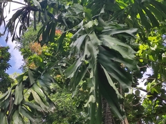 Arecaceae