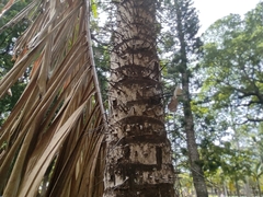Arecaceae