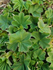 Alchemilla glaucescens