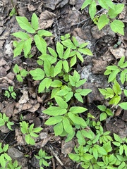 Aegopodium podagraria