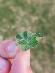 Alchemilla glaucescens