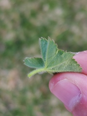 Alchemilla glaucescens