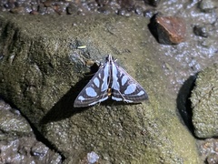 Glyphodes bicolor