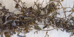 Sargassum hemiphyllum