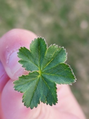 Alchemilla glaucescens