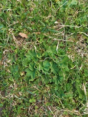 Alchemilla glaucescens
